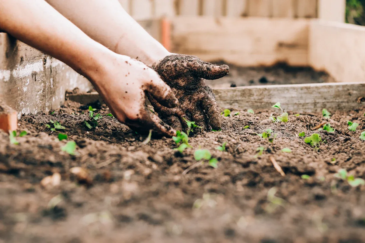 Hands planting a tree seedling